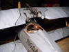 John's Nieuport 17bis 40"